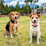 犬が寄生虫に感染したときの症状は？寄生虫の種類や感染経路、治療法と予防法を解説 