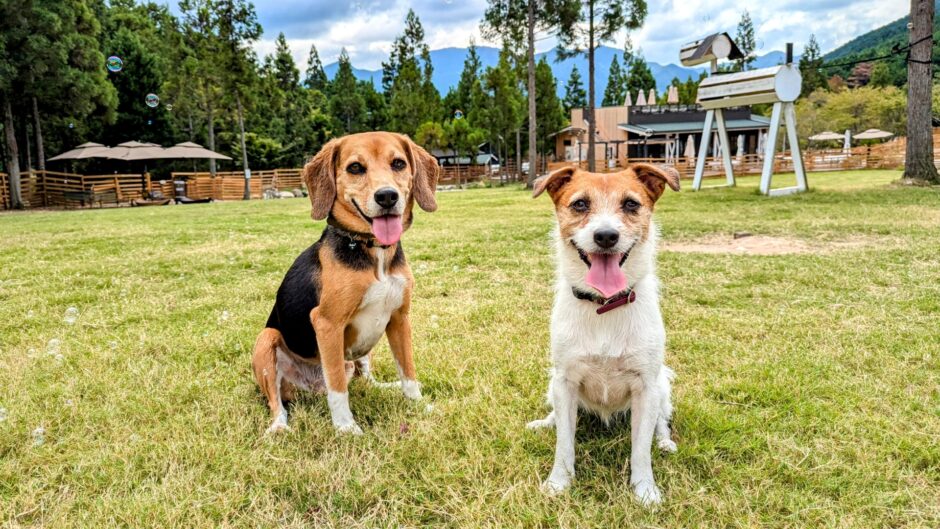 犬が寄生虫に感染したときの症状は？寄生虫の種類や感染経路、治療法と予防法を解説 