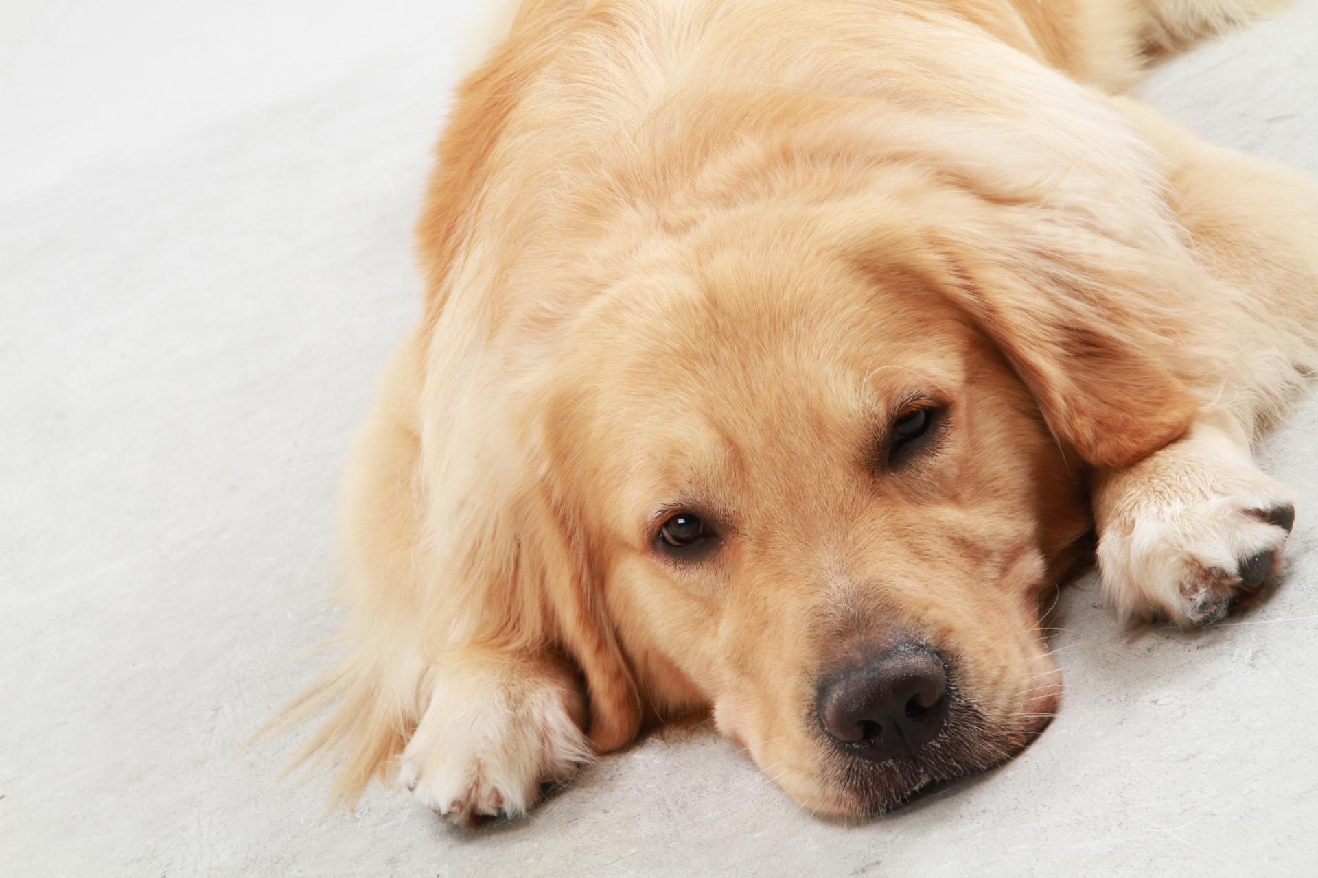 つまらない表情をする犬