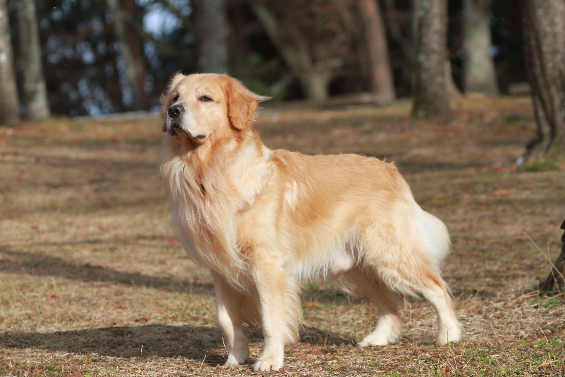 大型犬