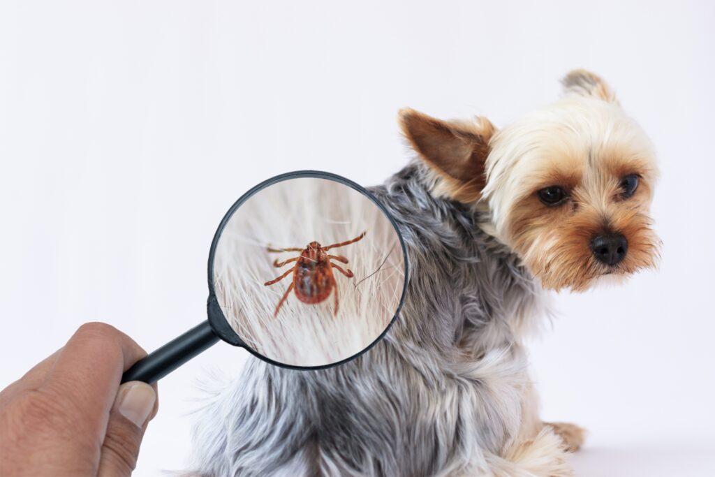 犬に感染する寄生虫の概要