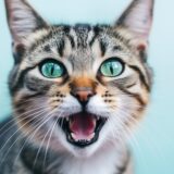 猫は病気で舌を出す？舌を出す理由と考えられる病気、見逃してはいけない症状を解説