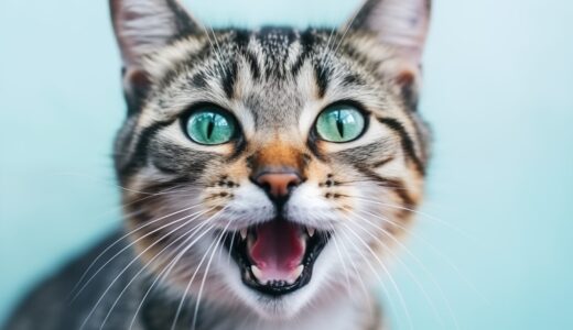 猫は病気で舌を出す？舌を出す理由と考えられる病気、見逃してはいけない症状を解説