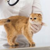 猫が内臓破裂したときの症状は？原因や治療法・診断方法についても解説