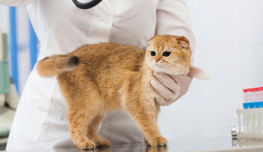 猫が内臓破裂したときの症状は？原因や治療法・診断方法についても解説