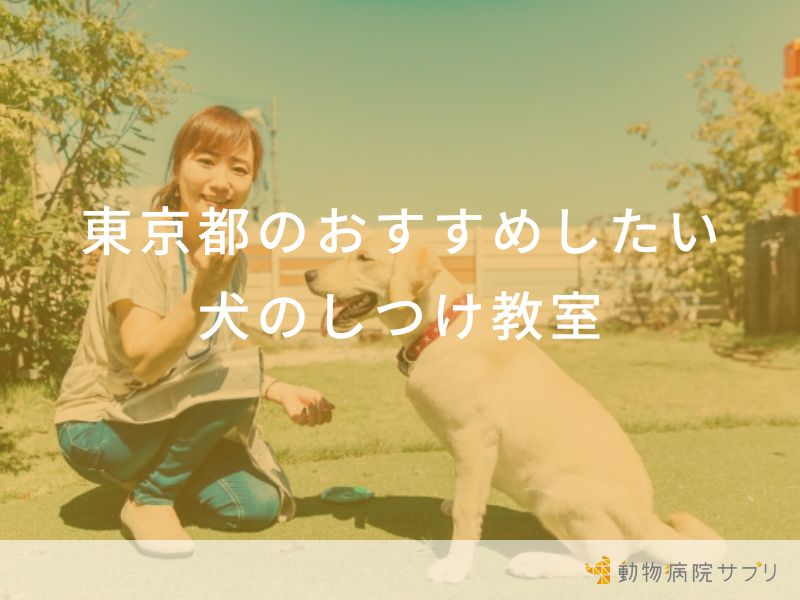 東京都のおすすめしたい犬のしつけ教室