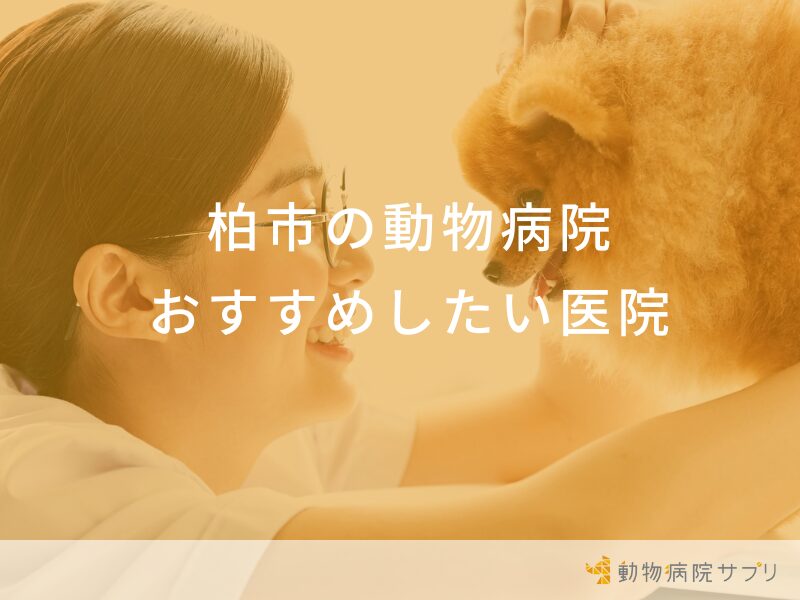 柏市の動物病院 おすすめしたい医院