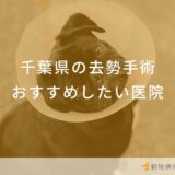 【2025年】千葉県 去勢手術の動物病院  おすすめしたい6医院