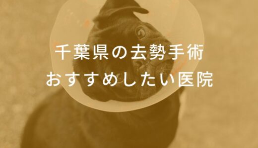 【2025年】千葉県 去勢手術の動物病院  おすすめしたい6医院