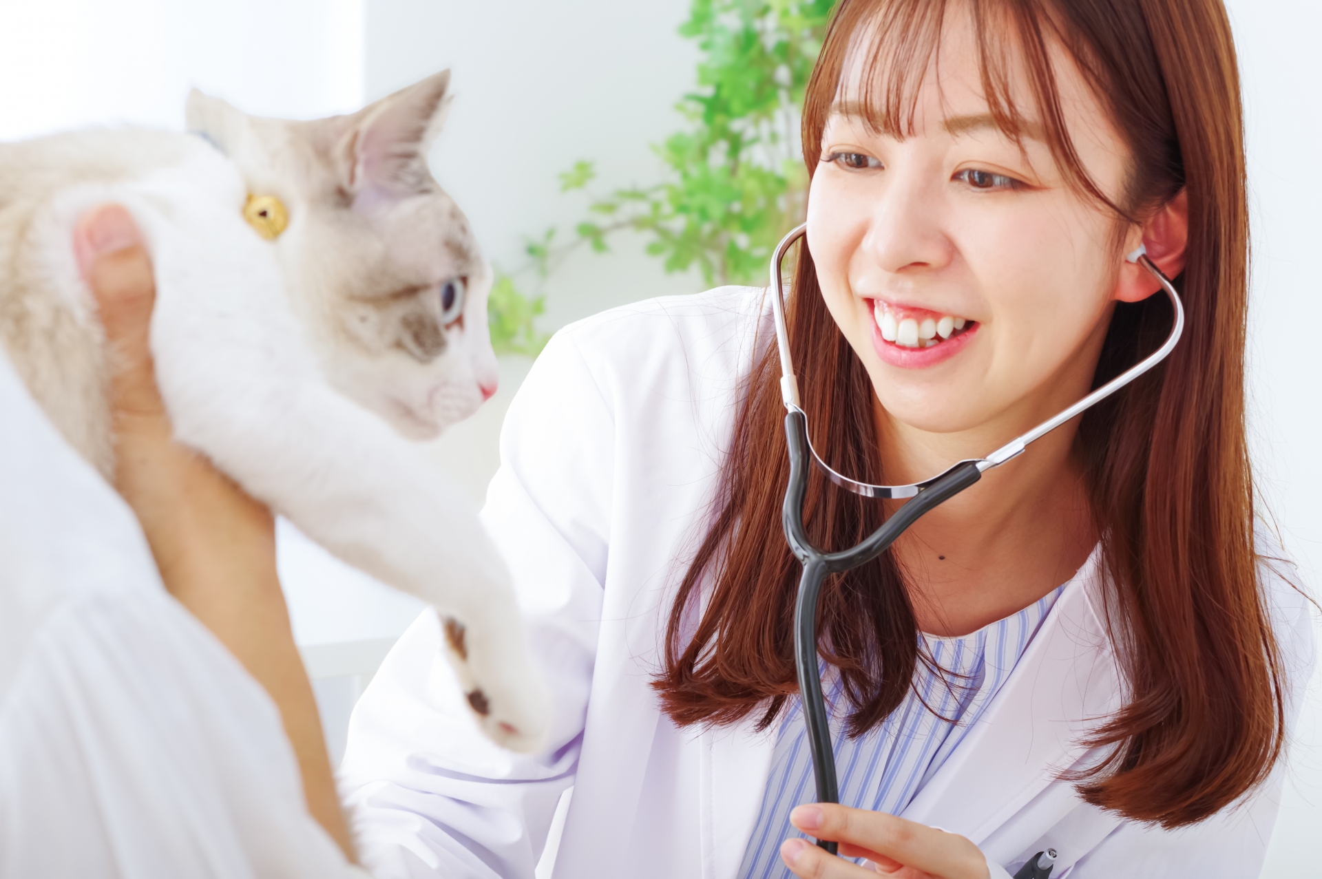 猫の診察をする女性獣医師