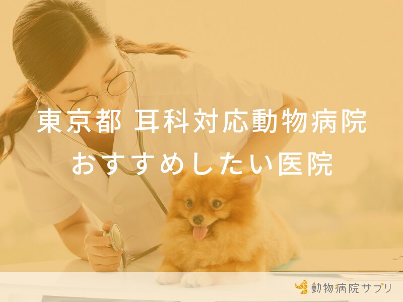 東京都の耳科対応の動物病院 おすすめしたい医院