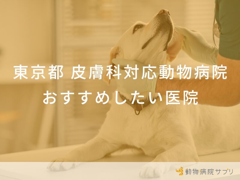 東京都の皮膚科対応の動物病院 おすすめしたい医院