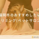福岡市のおすすめしたいトリミング (ペットサロン)