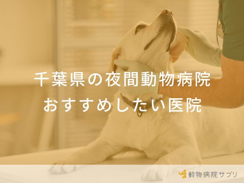 千葉県の夜間動物病院 おすすめしたい医院