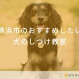 横浜市のおすすめしたい犬のしつけ教室