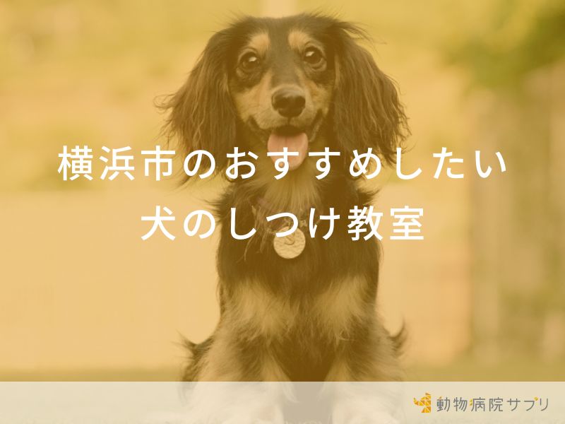 横浜市のおすすめしたい犬のしつけ教室