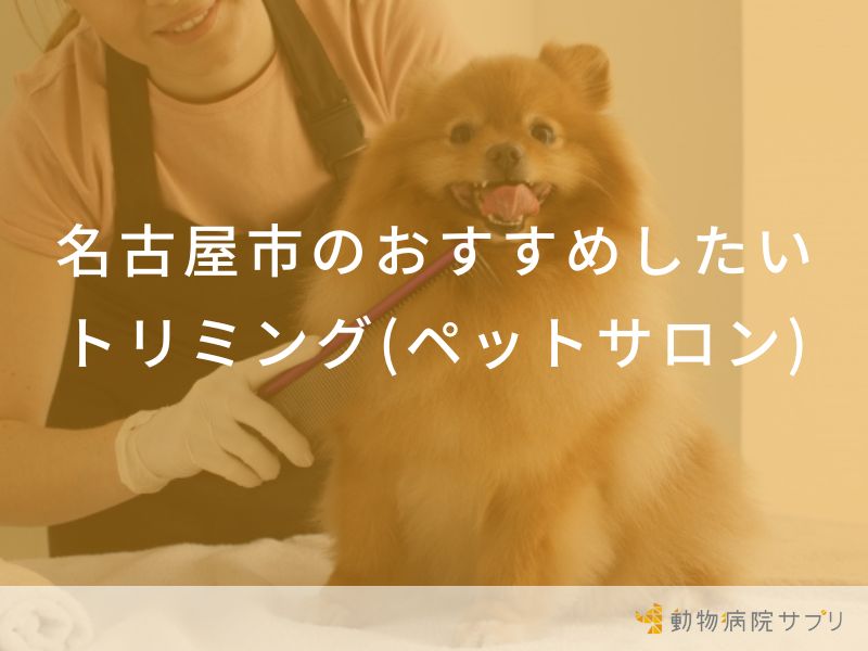 名古屋市のおすすめしたいトリミング(ペットサロン)