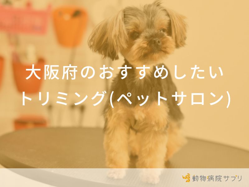 大阪府のおすすめしたいトリミング(ペットサロン)