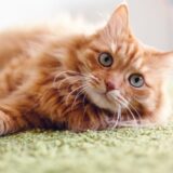 猫の膀胱炎の原因とは？膀胱炎になりやすい猫の特徴や再発のリスクなども併せて解説！