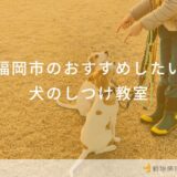 福岡市のおすすめしたい犬のしつけ教室