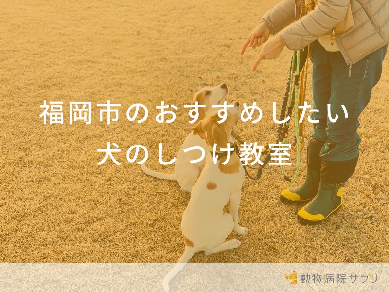 福岡市のおすすめしたい犬のしつけ教室