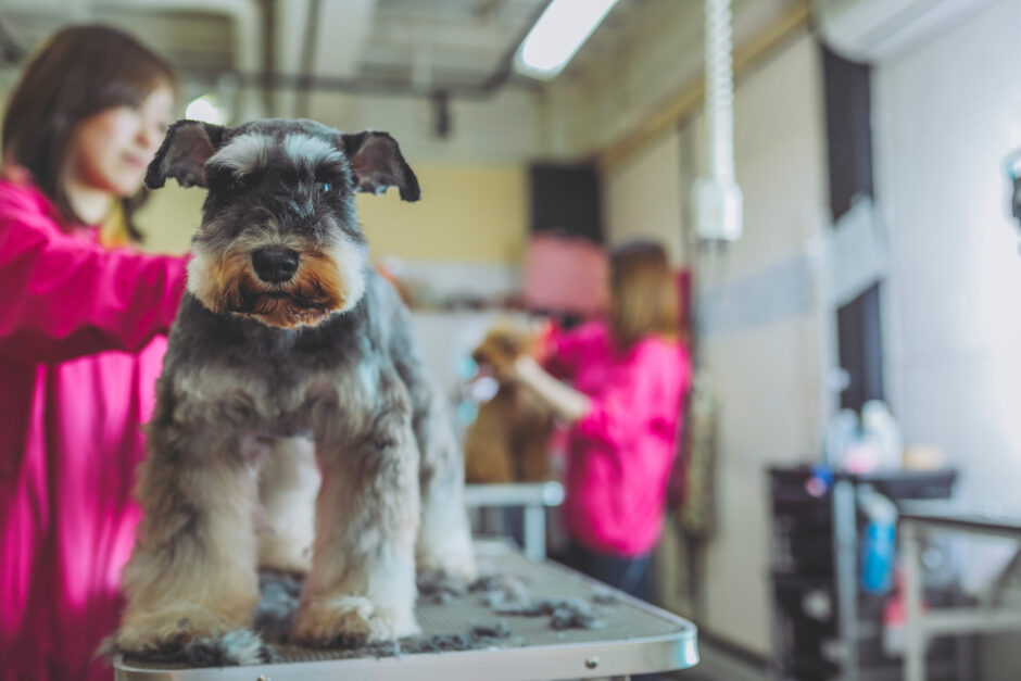 トリミングで愛犬の皮膚病を予防できる？トリミングと皮膚病について解説！