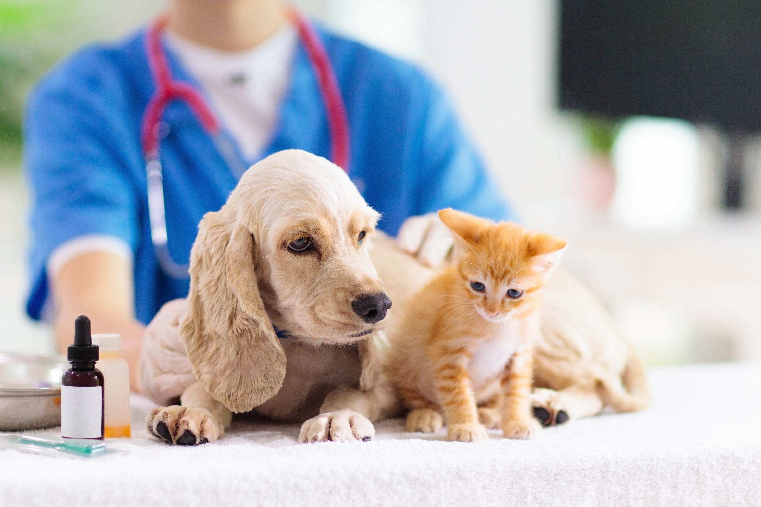 動物病院で行っているアレルギー検査や受診すべきアレルギー症状