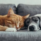 犬や猫のしつけ教室とは？しつけ教室のメリット・デメリットや選び方を解説！