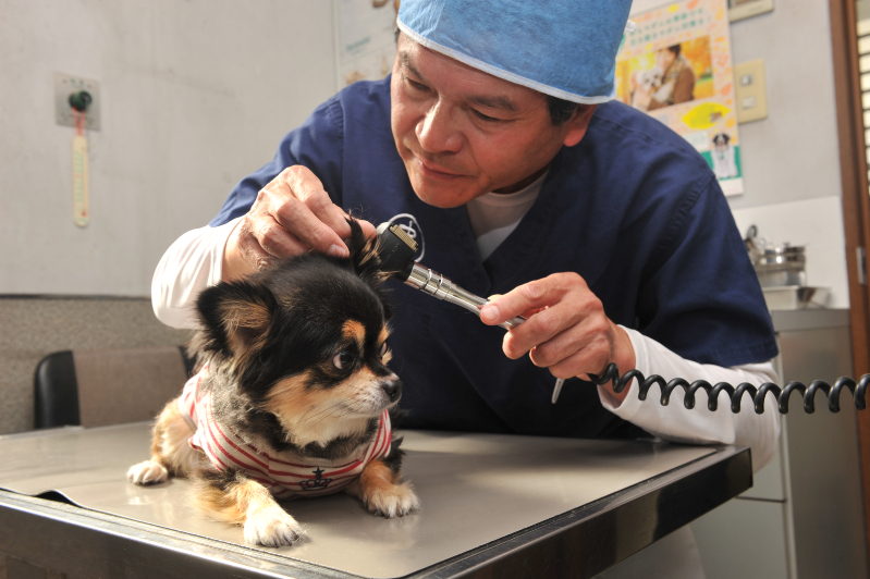 長谷川動物病院photo