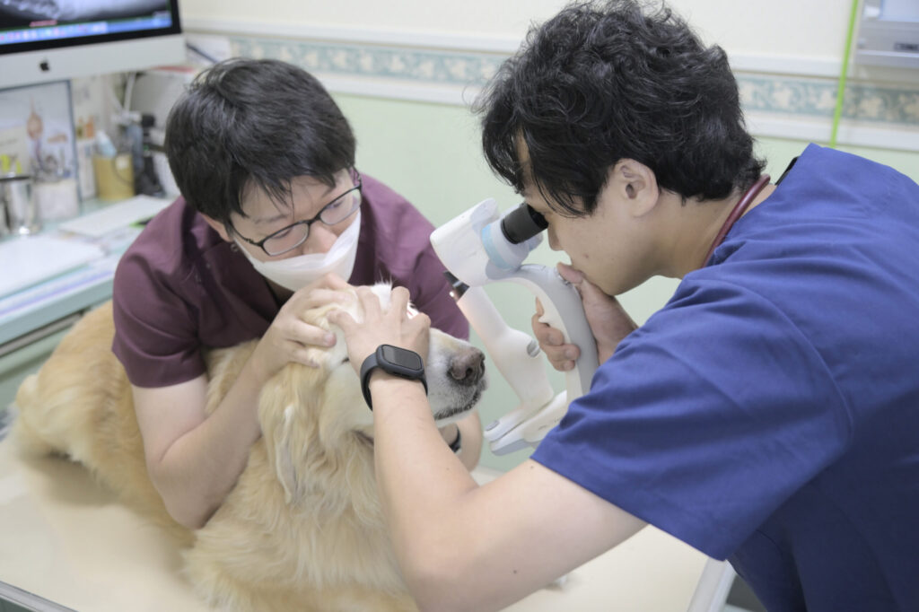 大田中央動物病院
