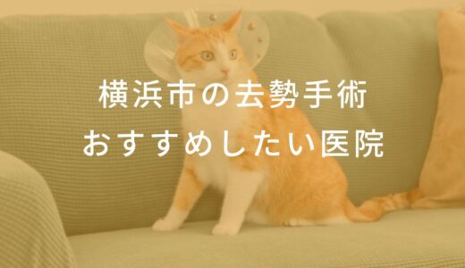 【2025年】横浜市 去勢手術の動物病院  おすすめしたい6医院