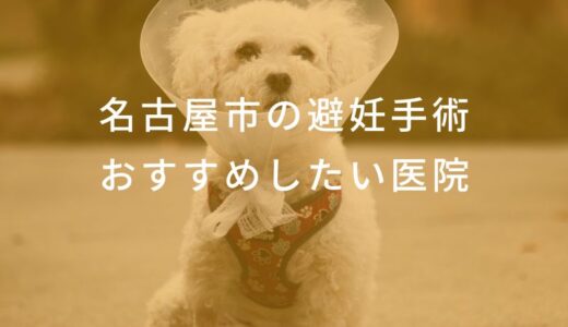 【2025年】名古屋市 避妊手術の動物病院 おすすめしたい4医院