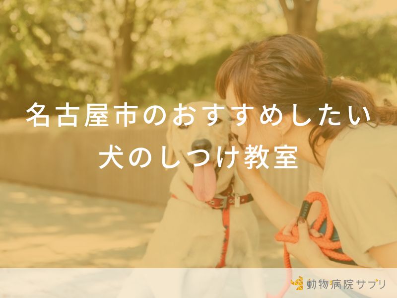 名古屋市のおすすめしたい犬のしつけ教室