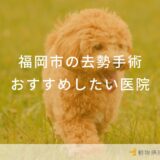 【2025年】福岡市の動物病院  おすすめしたい6医院