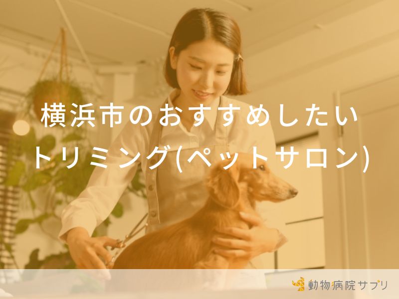 横浜市のおすすめしたいトリミング(ペットサロン)