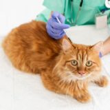 猫のパルボウイルス感染症とは？代表的な症状と治療、予防法を解説