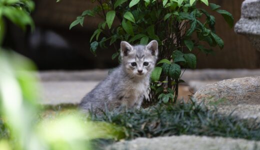 子猫が歩けないのは病気のせい？対処法や予防法についても解説