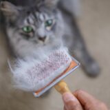 猫の脱毛の原因は？治療法や症状・予防するための対策についても解説