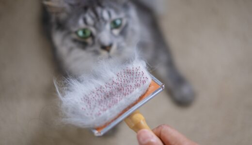 猫の脱毛の原因は？治療法や症状・予防するための対策についても解説