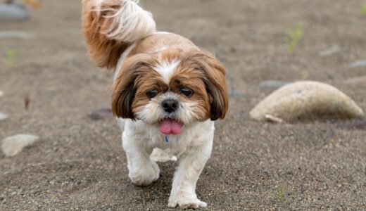 犬が水を飲まない原因は？病気の可能性や解決方法について解説