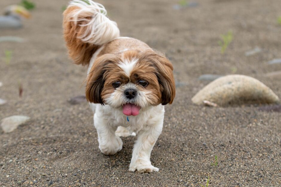 犬が水を飲まない原因は？病気の可能性や解決方法について解説