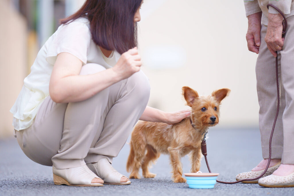 犬をなでる