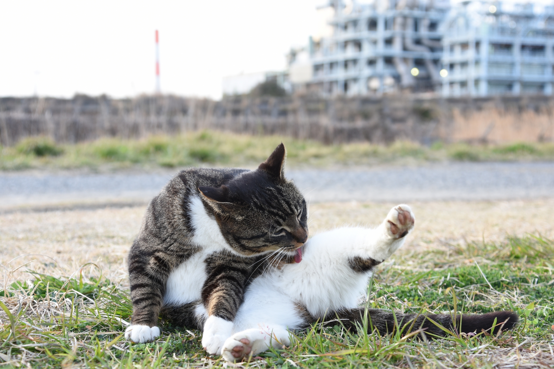 毛づくろいをする猫