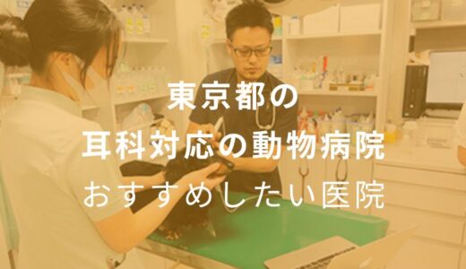 【2024年】東京都の耳科対応の動物病院 おすすめしたい5医院