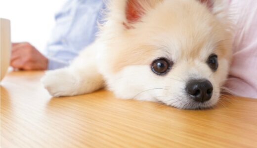 犬のトリミングをはじめるおすすめの時期はいつ？理想のタイミングや費用などを解説