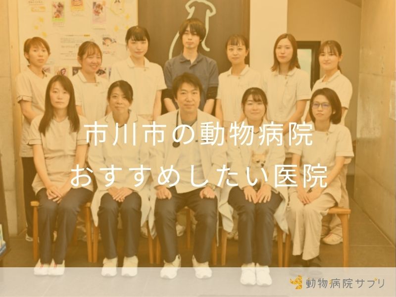 市川市の動物病院 おすすめしたい医院