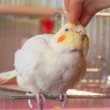 鳥類が宿泊できるペットホテルはある？ペットホテルの種類・預ける際の注意点を解説