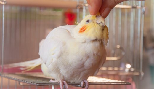 鳥類が宿泊できるペットホテルはある？ペットホテルの種類・預ける際の注意点を解説