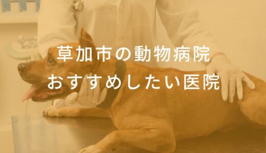 【2025年】草加市の動物病院 おすすめしたい6医院