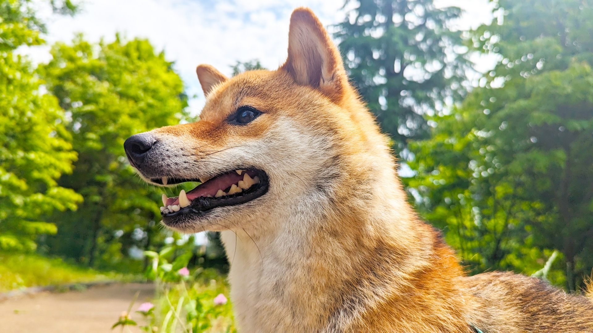 遠くを見ている柴犬